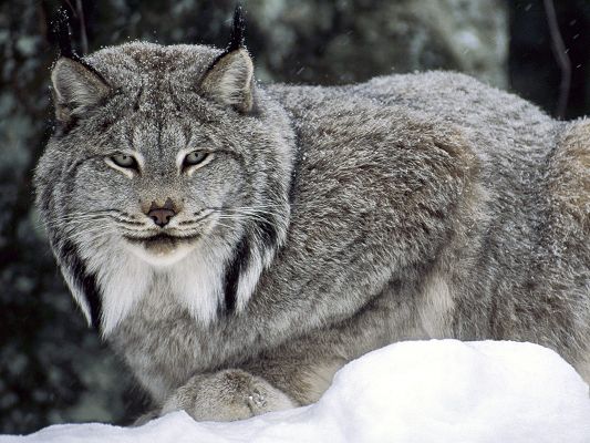 Free Download Cute Animals Wallpaper of Canadian Lynx, Cruel Little Thing Looking Straight, Somebody is Going to Taste Its Teeth