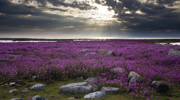 Free Download Natural Scenery Picture - A Field of Purple Flowers, Sunlight Breaks Through the Thick Clouds