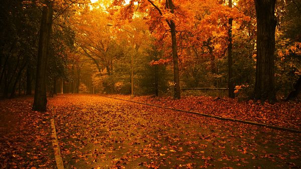 Free Download Natural Scenery Picture - A Full Eye of Fallen Red Leaves, a Strong Wind or Heavy Rain is Gone 