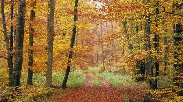 Free Download Natural Scenery Picture - A Narrow Road, Full of Fallen Leaves, Great Scene in the Forest
