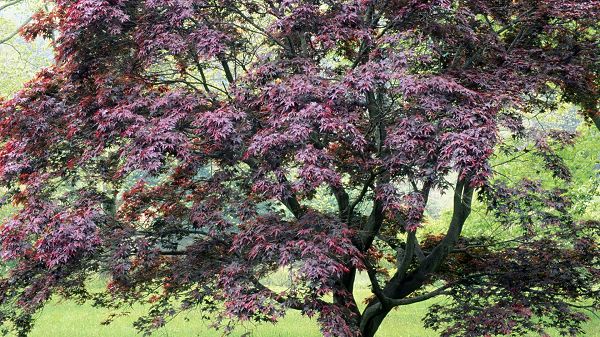Free Download Natural Scenery Picture - A Tall Tree in Purple Leaves, Green Plants Surrounding, a Great Scene