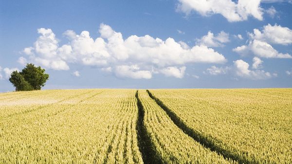 Free Download Natural Scenery Picture - An Endless Field of Wheat, the Blue Sky, Things Are Simple and Impressive 