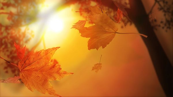 Free Download Natural Scenery Picture - Maple Leaves Are Falling, the Rising Sun, Beautiful and Romantic Scene