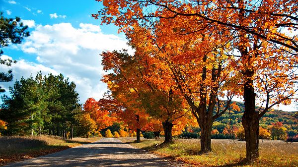 Free Download Natural Scenery Picture - Tall Trees with Red Leaves, the Blue Sky, Shades All Over the Road