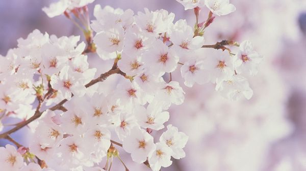 Free Download Natural Scenery Picture - White Blooming Cherry Flowers, Mere Scene, They Seem As if Smiling