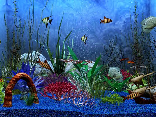 Free Pics of Underwater World, Fishes Swimming Through Various Sea Plants, Blue Bubbles