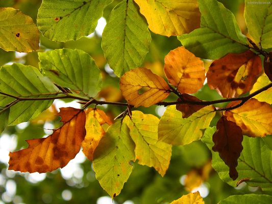 Free Scenery of Nature, Yellow and Green Leaves Together, Autumn is Coming, Welcome It!