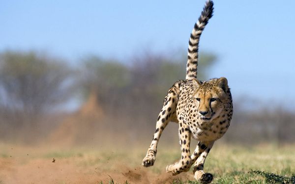 Free Scenery Wallpaper - A Running Cheetah in Full Speed!