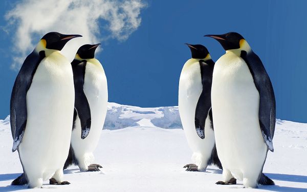 Free Scenery Wallpaper - Includes 4 Penguins, What Are They Doing?