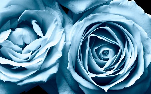 Free Scenery Wallpaper - Includes Blue Roses, A Must Have for Anyone in Love!