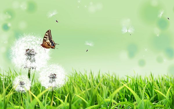 Free Scenery Wallpaper - Includes Dandelion and Butterfly, Doing Good to Protect the Eyes!