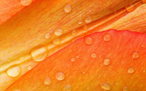 Free Scenery Wallpaper - Includes Drops on Flower Petals, Sure to Clarify Your Device!