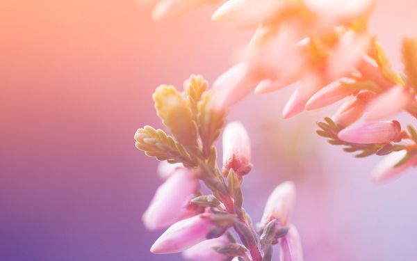 Free Scenery Wallpaper - Includes Morning Blossom, Make You See the Digital Desk More!