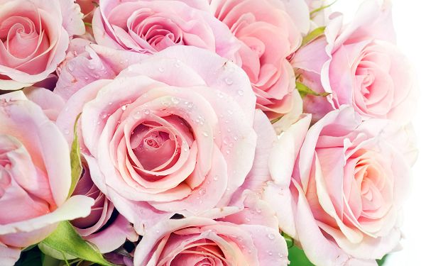 Free Scenery Wallpaper - Includes Pink Roses, What Admirable Love!