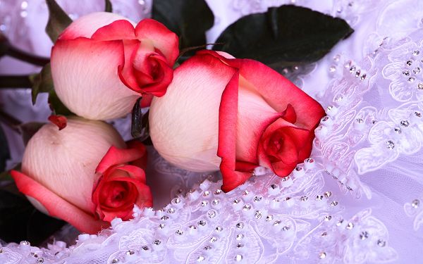 Free Scenery Wallpaper - Includes Pink Roses, What a Beautiful Decoration on Your Device!