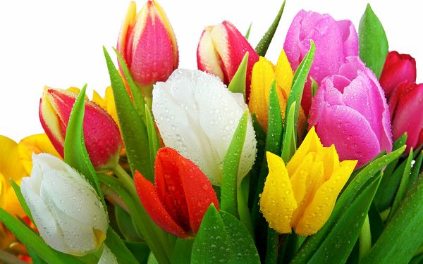 Free Scenery Wallpaper - Includes Several Tulips, Fresh and Colorful!