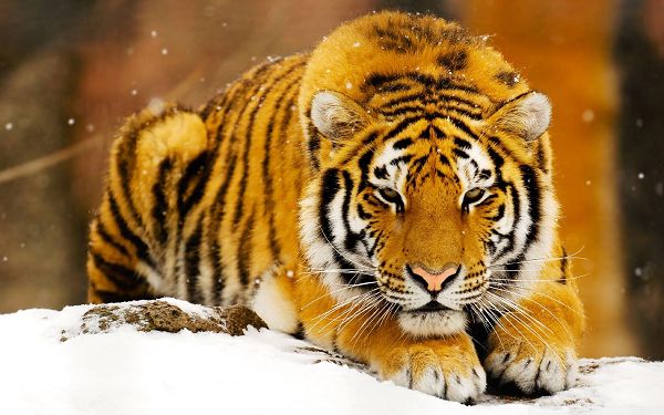 Free Scenery Wallpaper - Includes Siberian Snow Tiger, Making Your Device More 
