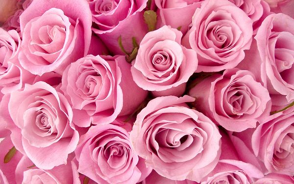 Free Scenery Wallpaper - Includes Special Pink Roses, Making Your Digital Device Look Good!