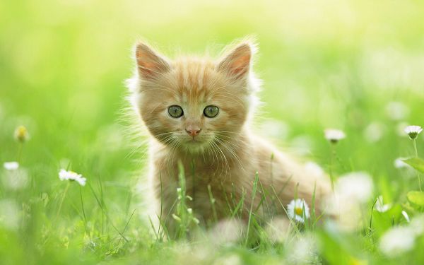 Free Scenery Wallpaper - Includes Such a Cute Kitten, Fit to be Used on Any Digital Device!