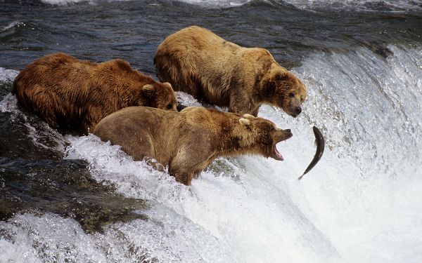 Free Scenery Wallpaper - Includes Three Brown Bears, a Poor Fish is Right in Front of Them! 