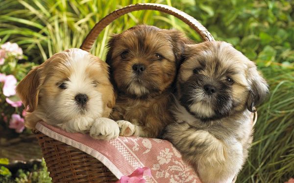Free Scenery Wallpaper - Includes Three Cute Puppies, Which One Do You Like the Best?