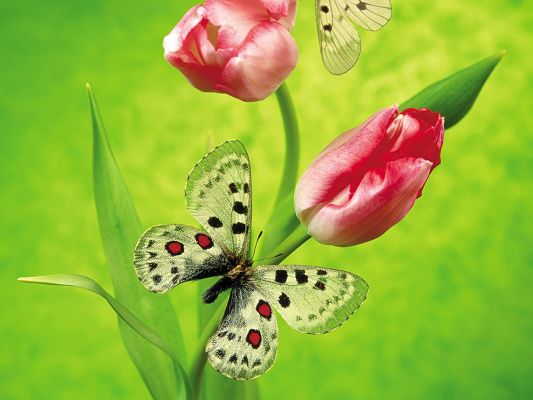Free Scenery Wallpaper - Includes Tulips and Butterflies, Looks Amazing on Your Digital Device!