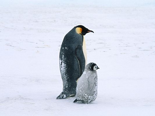 Free Scenery Wallpaper - Includes Two Penguins, Makintg One Appreciate Love of Parents!