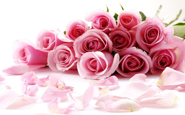 Free Scenery Wallpaper - Includes a Bundle of Pink Roses, Fit Anyone in a Relationship!