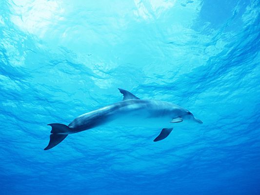 Free Scenery Wallpaper - Includes a Dolphin in the Deep Blue Sea, Fit for All Users!