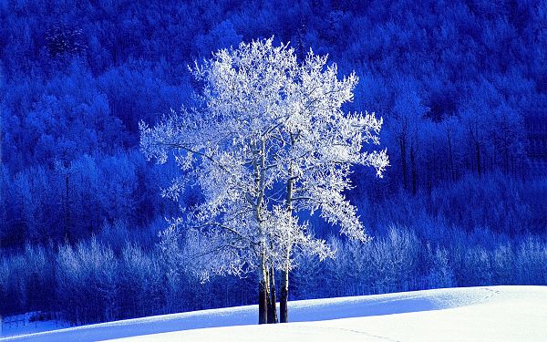 Free Scenery Wallpaper - Includes a Frosted Aspen Tree, Decent and Leading!