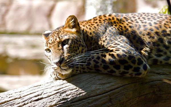 Free Scenery Wallpaper - Includes a Leopard, Peaceful and at Ease!