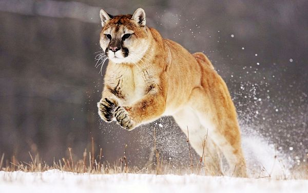 Free Scenery Wallpaper - Includes a Mountain Lion, What a Brave and Determined One!