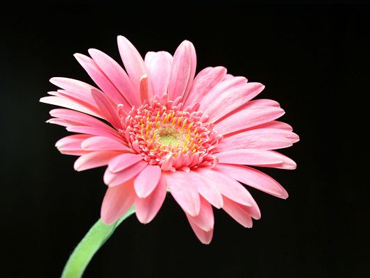 Free Scenery Wallpaper - Includes a Pink Daisy in Full Bloom, Supposed to Look Good on Any Device!