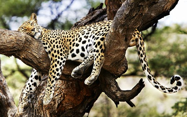 Free Scenery Wallpaper - Includes a Sleeping Cheetah, Making One Feel Peaceful and at Ease!