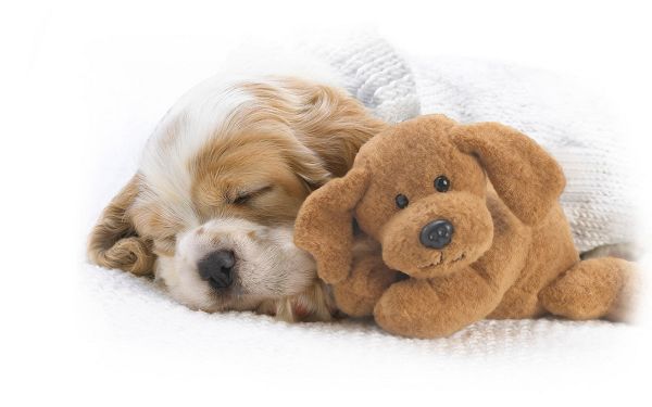 Free Scenery Wallpaper - Includes a Sleeping Dog and a Lovely Doll, Do They Look Alike?