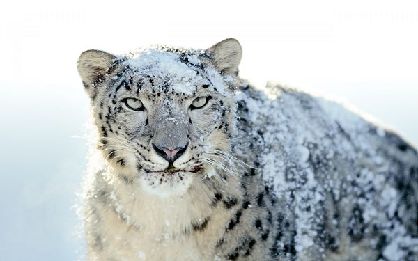 Free Scenery Wallpaper - Includes a Snow White Leopard, Making Your Device Impressive and 