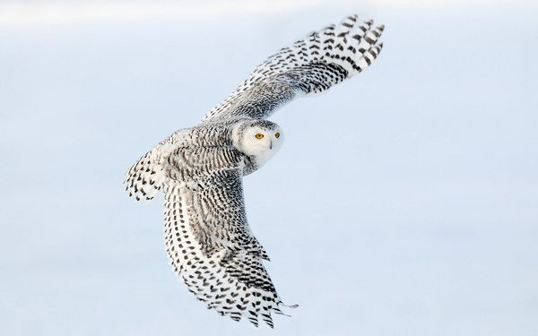 Free Scenery Wallpaper - Includes a Snowy Owl, Is He Surprised Someone Is Giving Him a Shot?