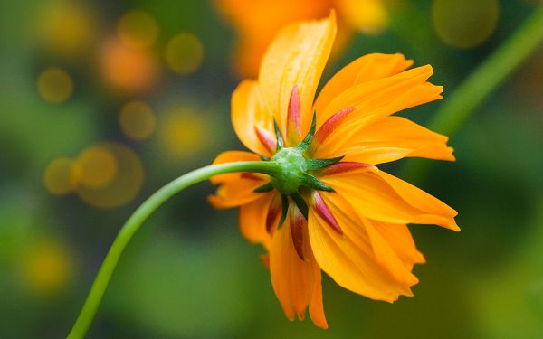 Free Scenery Wallpaper - Includes an Orange Daisy, an Incredible Look!