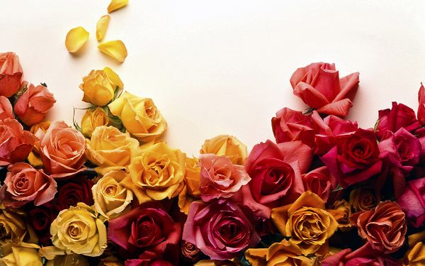 Free Scenery Wallpaper - Makes One Appreciate the Beauty and Color of Roses!