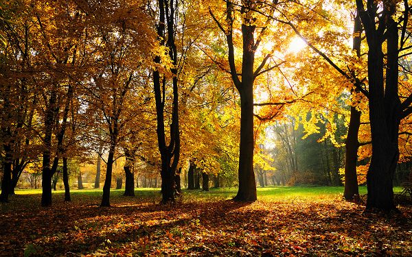Free Scenery Wallpaper - Shows a Typical Autumn Scene, Bound to Look Amazing on the Device!