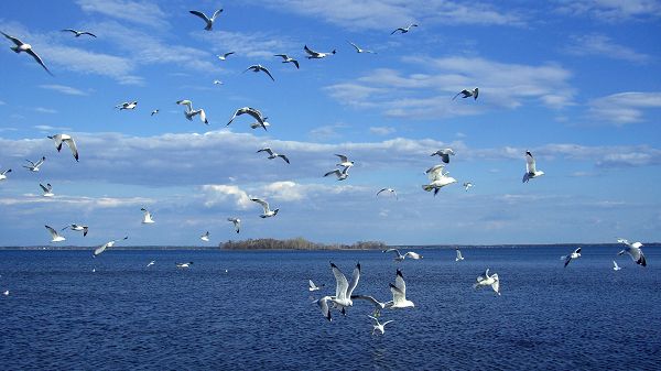 Free Scenery Wallpaper - Shows the Birds on the Sea, Will They Take a Rest on the Island?