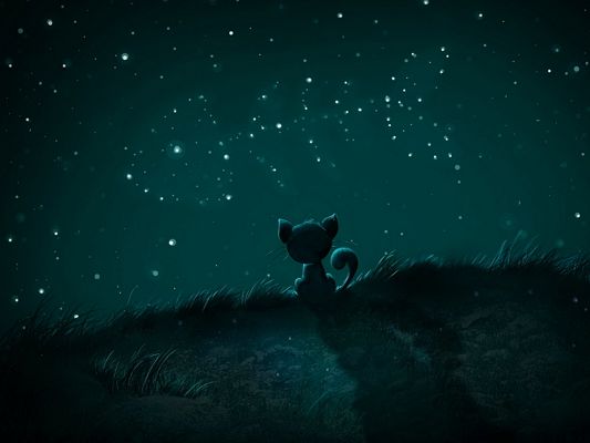 Free Wallpaper - Can Anyone Take the Lonely and Hungry Little Cat Home?