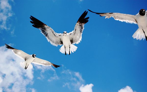 Free Wallpaper - Includes 3 Birds in Free Flying, Nothing Can Stand in Their Way!