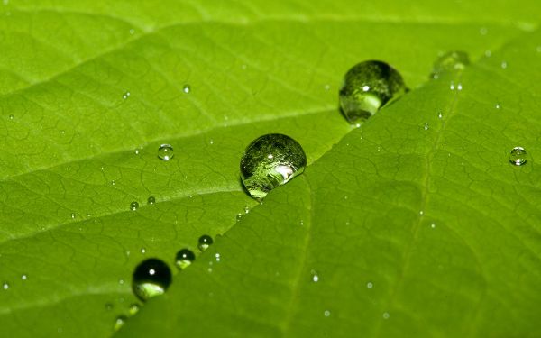 Free Wallpaper - Includes Such a Green Leaf, with Rainy Water as Decoration