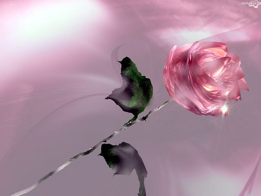 Free Wallpaper - Includes a Pink Rose in Full Bloom, Maybe a Diamond is Shinning!
