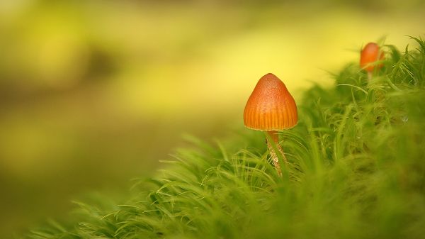 Fresh Mushroom on Green Grass, Water Drops All Around the Body, Linking One to New Life - Natural Plant Wallpaper