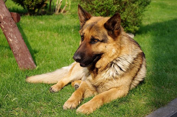 German Shepherd Dog, the Smartest Puppy, Easily Understand the Master's Meaning