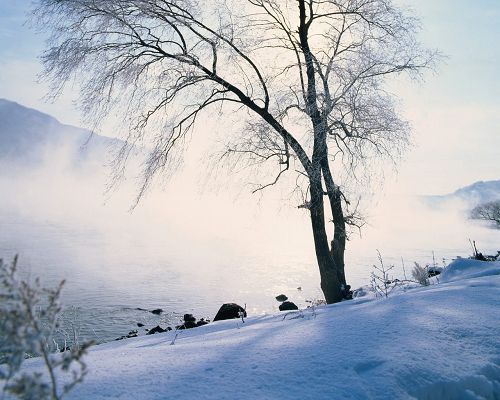 Great Landscape of Nature, a Snow-Capped Tree, Strong Wind, Snow Falling into the Lake