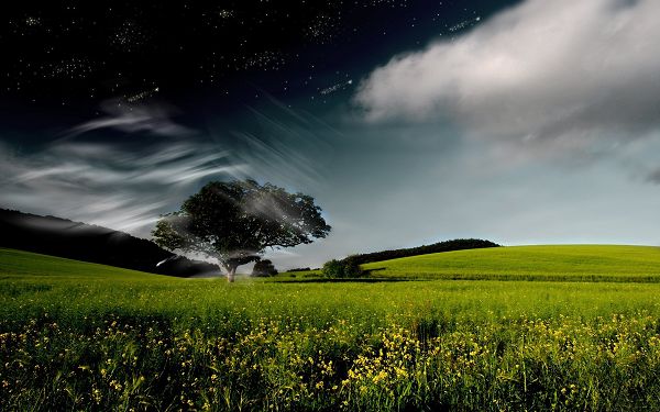 Green Trees and Grass Under the Touch of Gentle Wind, Things Are Quite Fine - Free Widescreen Natural Scenery Wallpaper 