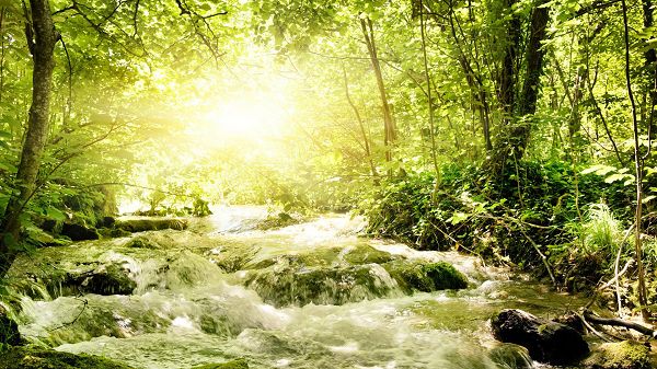 Green Trees and Plants, River is Also Painted Green, They Are Such Good Fits, Sunlight is Pouring in - Natural Scenery Wallpaper